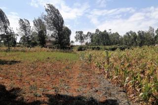 Land For Sale In Ngong Kibiko Wasafi Area